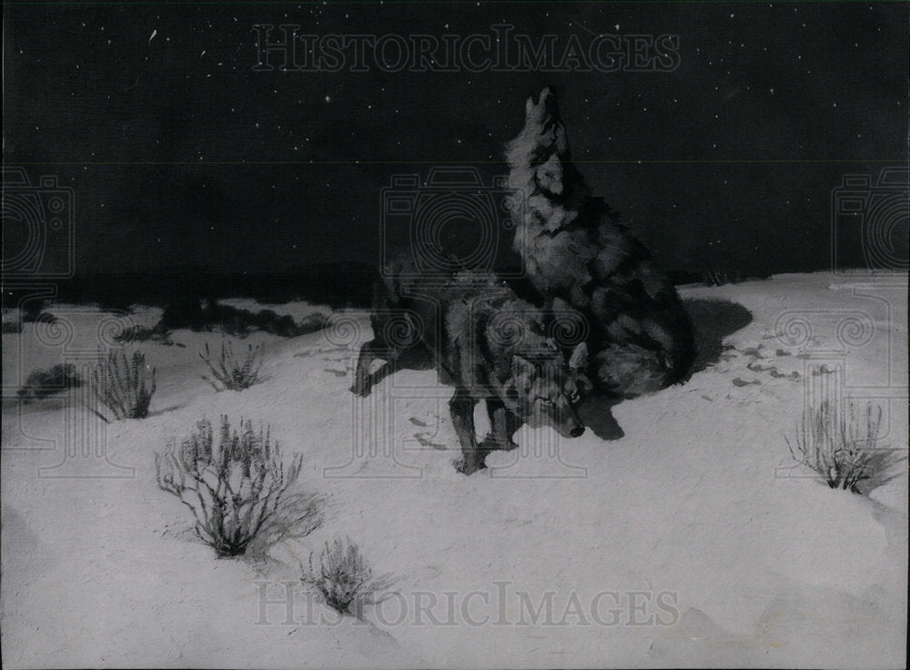 Press Photo The song Solitude Animal Black Dangerous - Historic Images