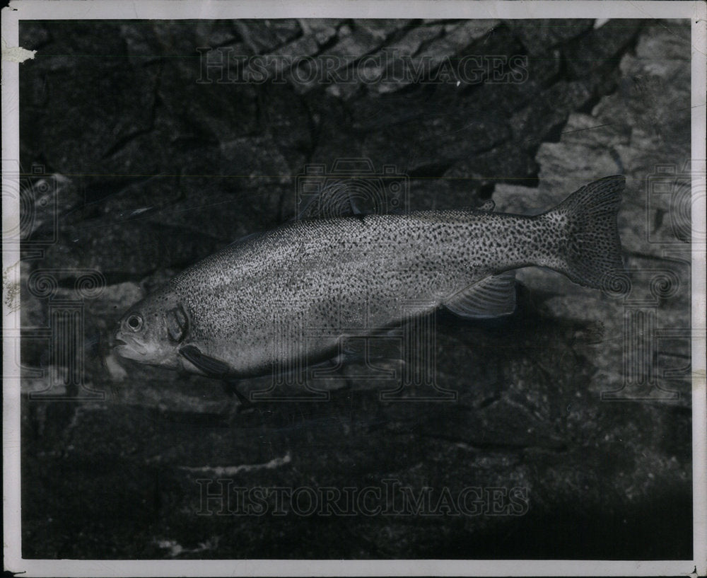 1949 Press Photo Fish Trout Rainbow - Historic Images