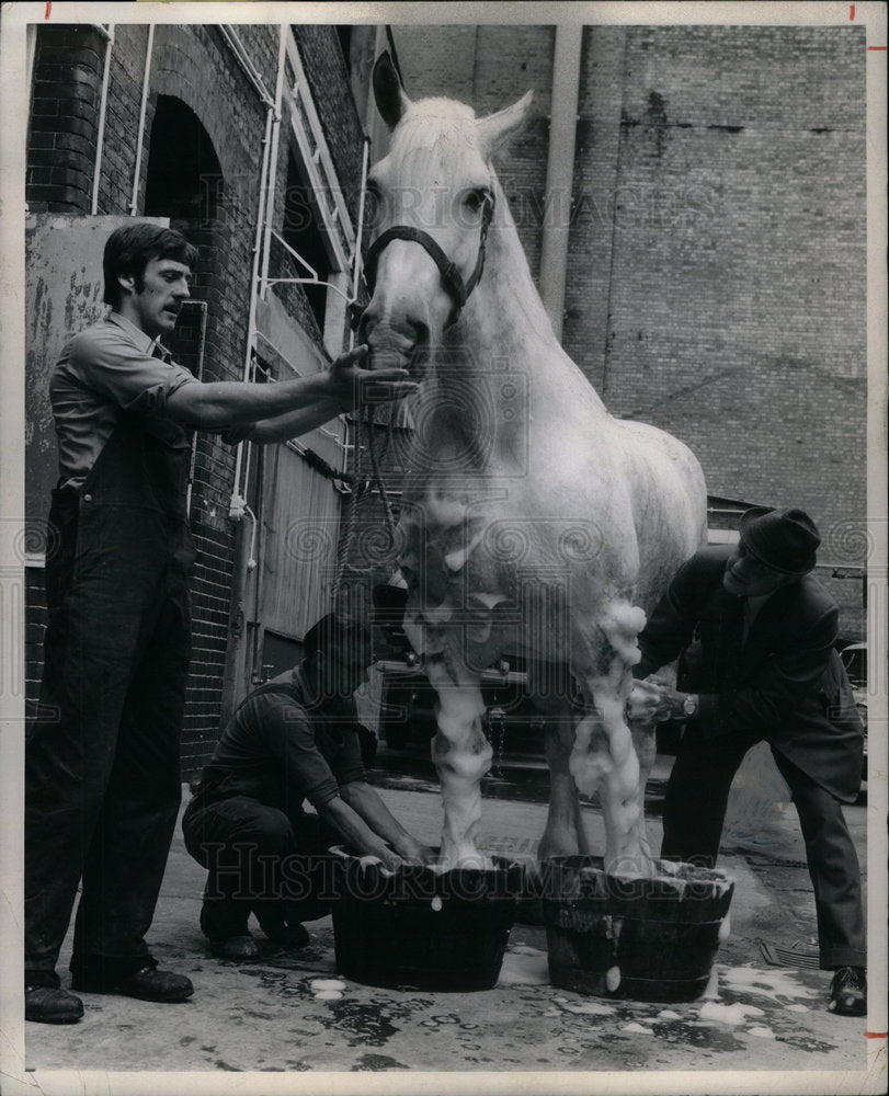 1975 Press Photo Hengist Stallion Tows Beer Thru London - Historic Images