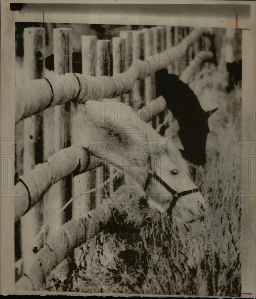 1975 Press Photo Horses Eating Grass Through Fence - Historic Images