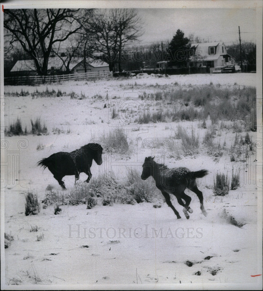 1975 Press Photo Horses play in the snow - Historic Images