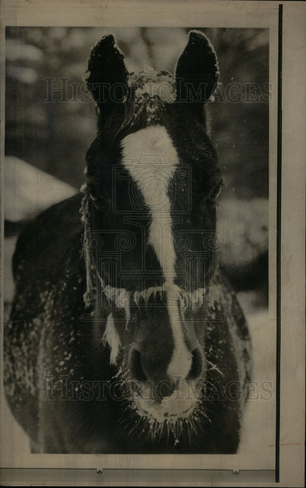 1970 Press Photo Horse covered in snow Atlanta - Historic Images