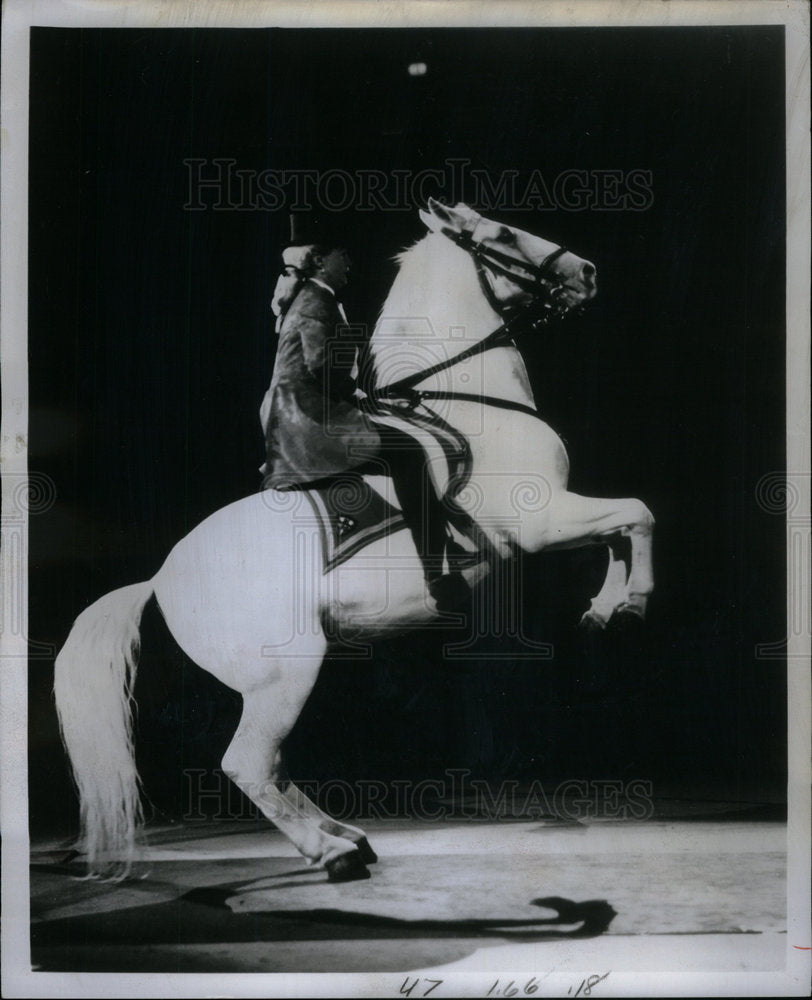 1973 Press Photo Royal Lipizzan Stallion Show Denver - Historic Images