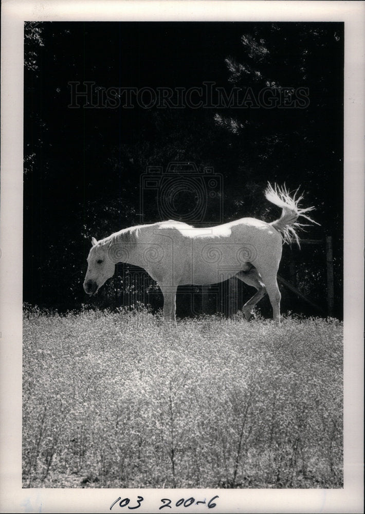 1987 Press Photo White Horse Grazing In Sunshine - Historic Images