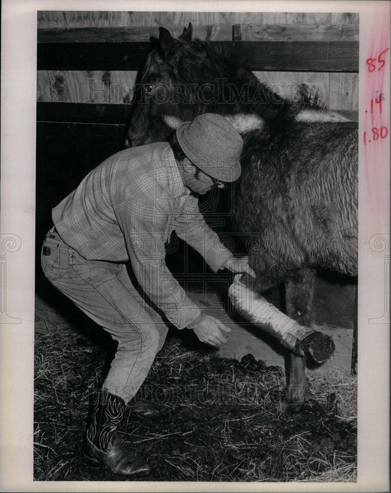 1985 Press Photo Dick Williams checks horse Star - Historic Images