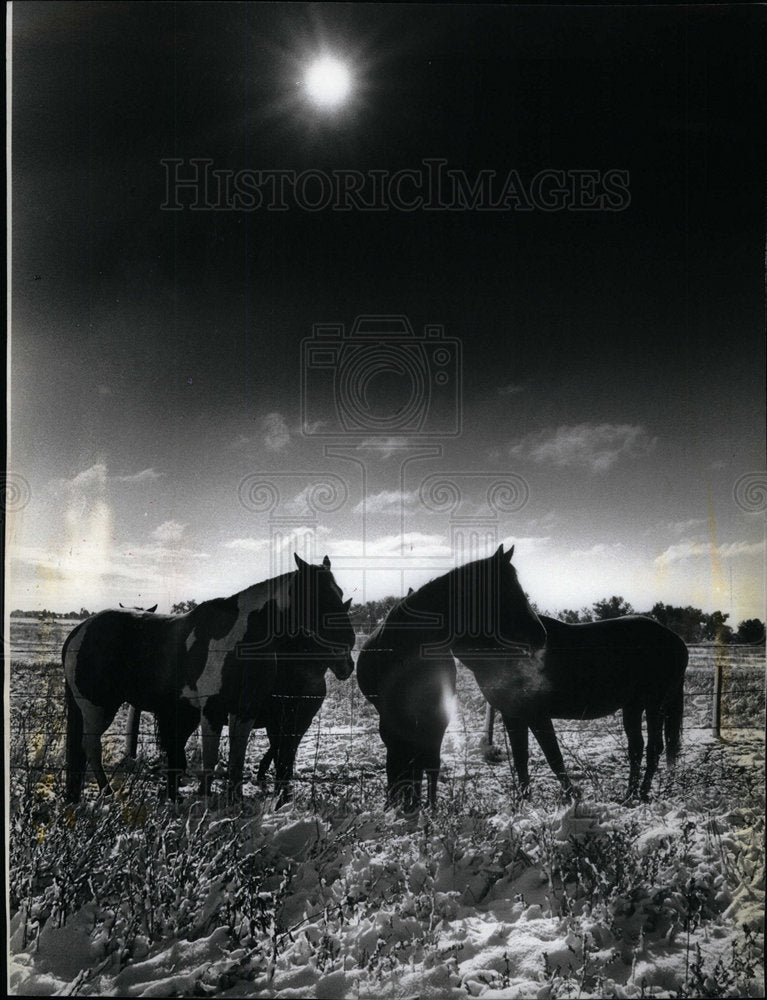 1982 Press Photo Horses Huddle Together In Snow - Historic Images