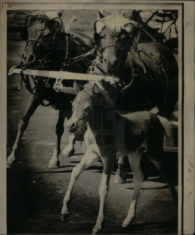 1971 Press Photo Working mother at Childrens&#39; Zoo - Historic Images