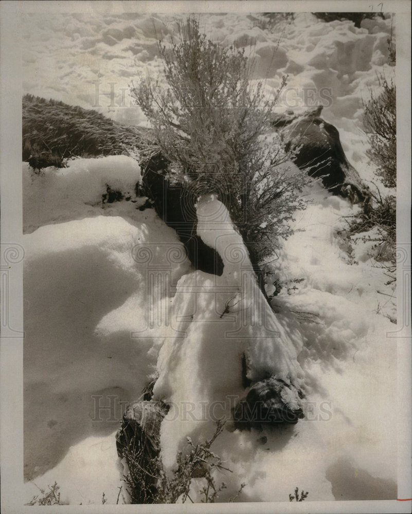 1973 Press Photo Carcass Of Horse Found In Snow - Historic Images