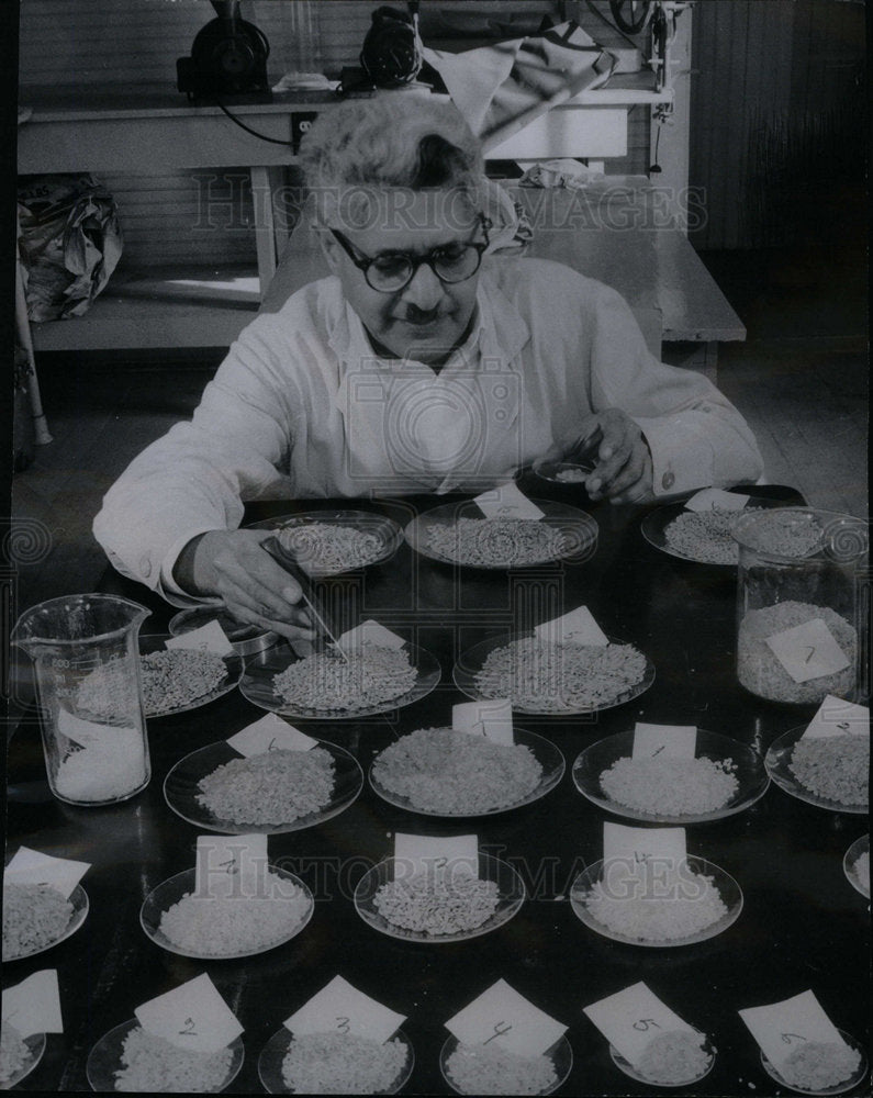 1950 Press Photo Rice samples - Historic Images