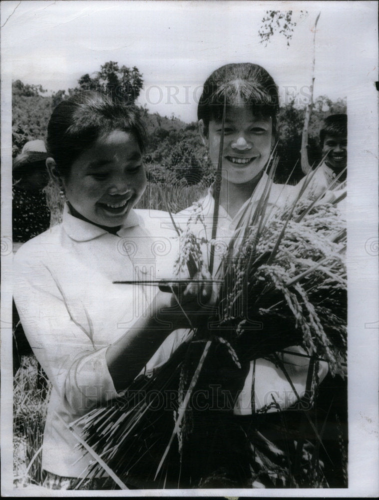 1967 Press Photo Two Laotian girls examine IR-S Rice. - Historic Images