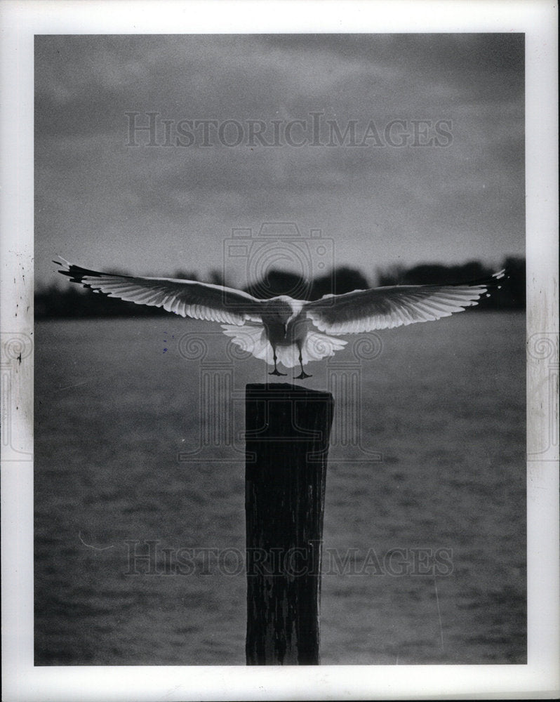 1980 Press Photo Gulls - Historic Images