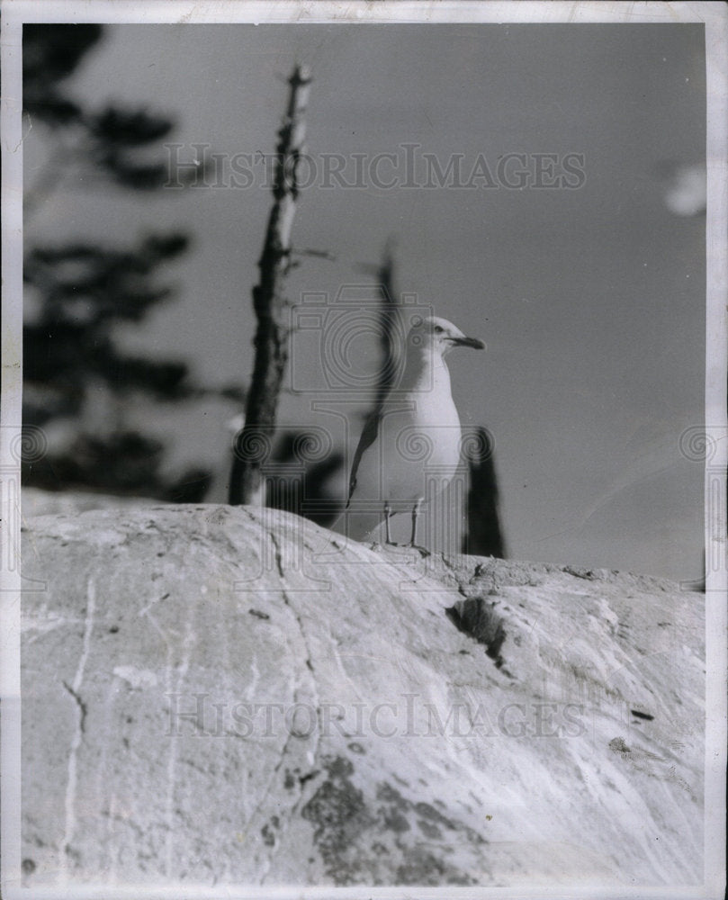 1951 Press Photo Seagull Gull Bird - Historic Images