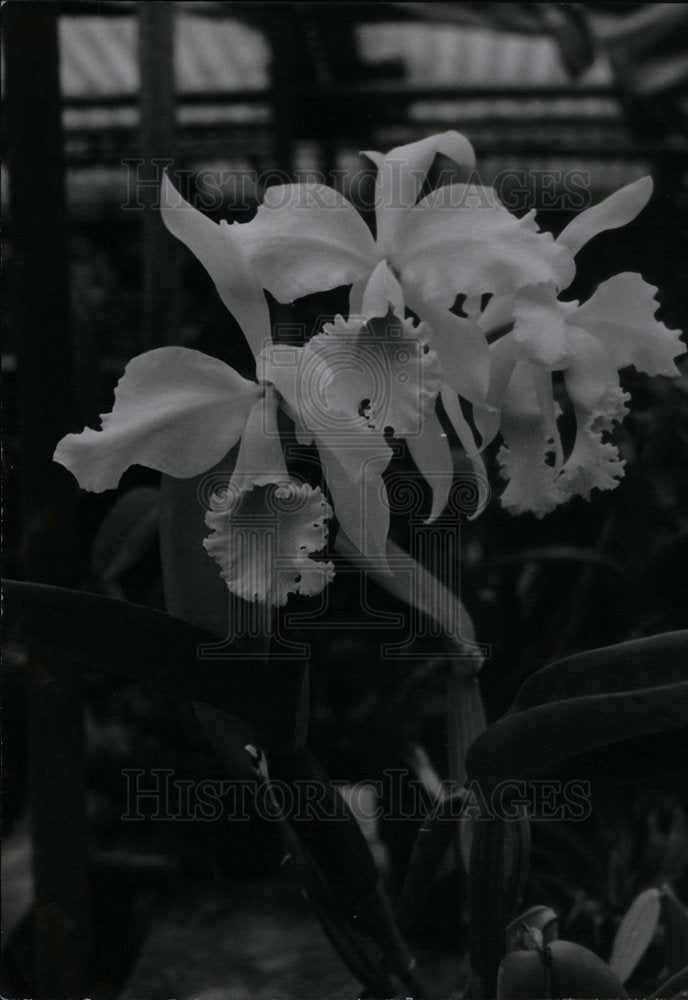 1952 Press Photo Beautiful Orchids - Historic Images