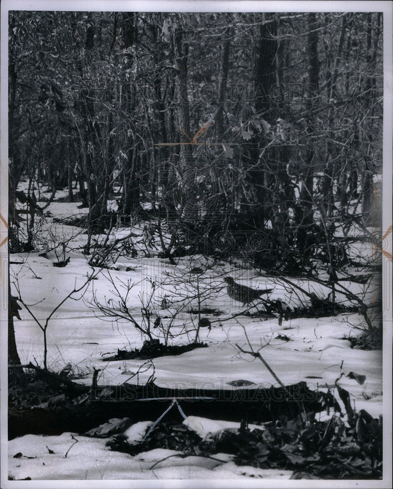 1966 Press Photo Ruffed Grouse Appalachian Mountain - Historic Images