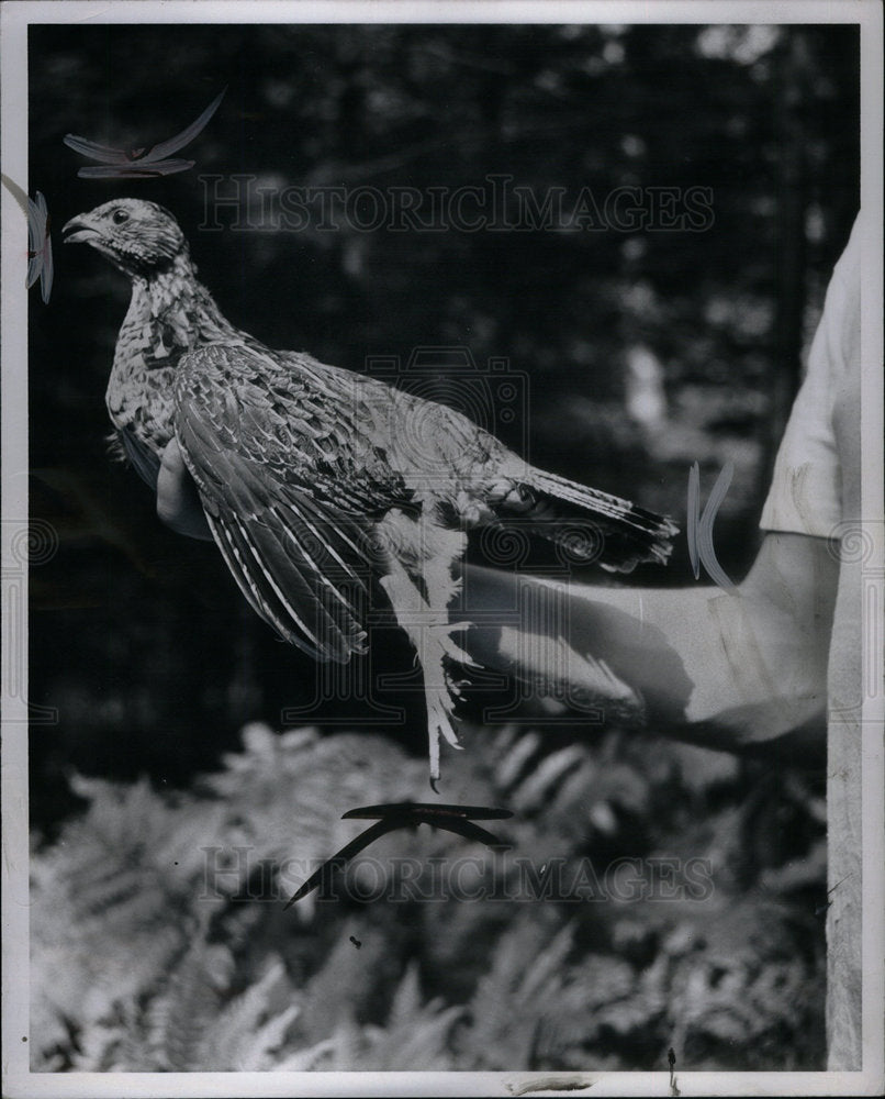 1955 Press Photo Bird Feather Animal Egg Bipedal Wing - Historic Images