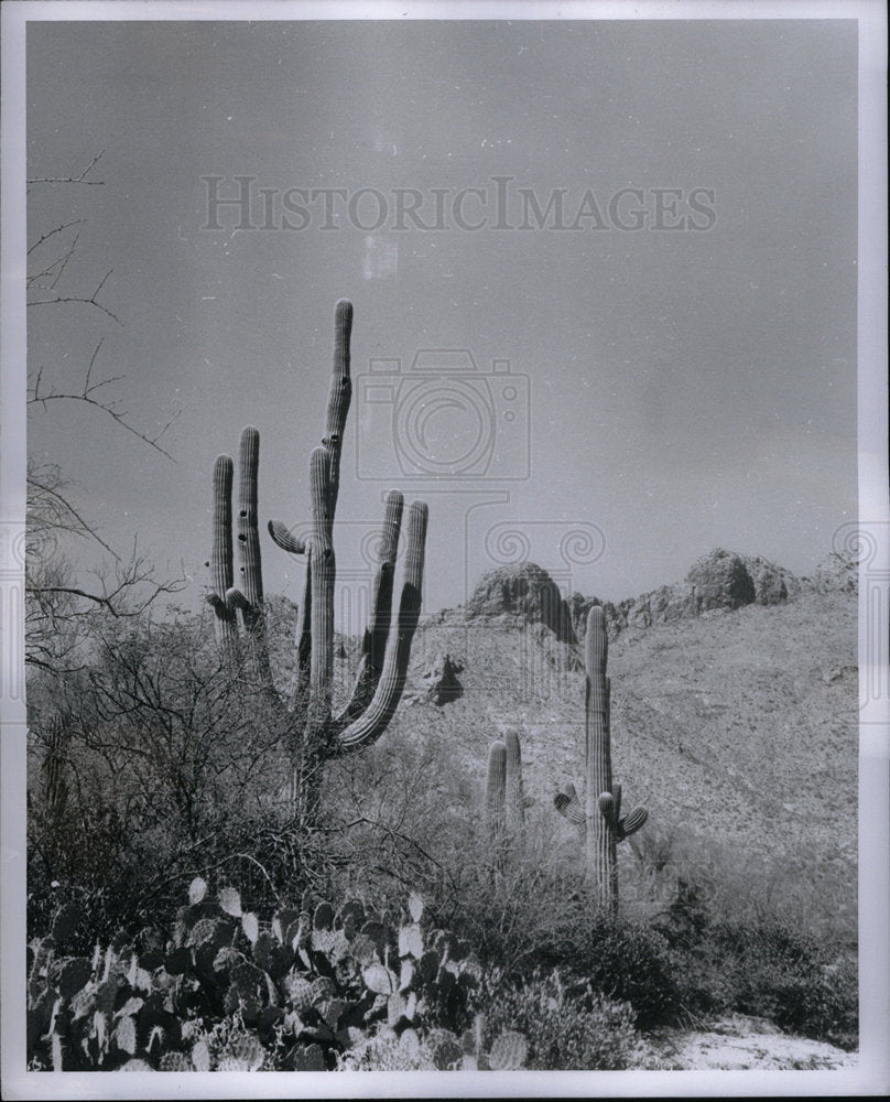 1956 Press Photo Alberte Cobo Arizona Property - Historic Images