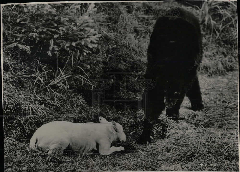 1966 Press Photo mother bear old Bodger Siamese - Historic Images