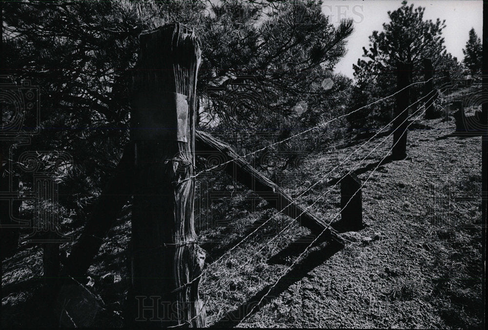 1974 Press Photo Pike National Forest Spring Creek Mich - Historic Images