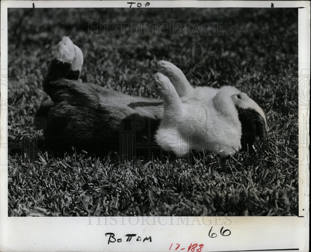 1978 Press Photo Nap time sleeping defense ready animal - Historic Images