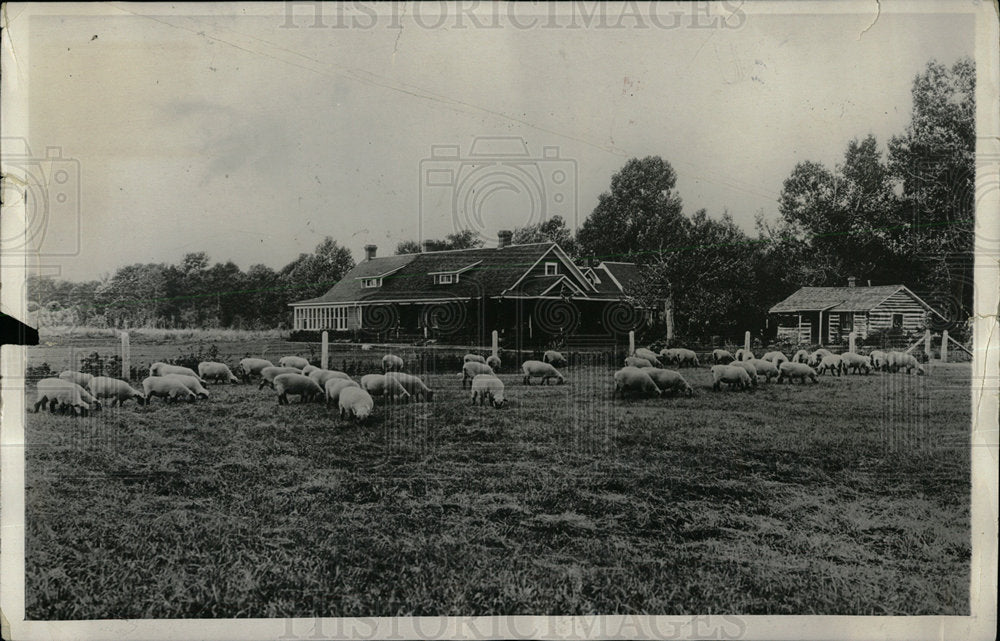 1931 Press Photo Sheep Cattle Ranchef Prince Wales - Historic Images