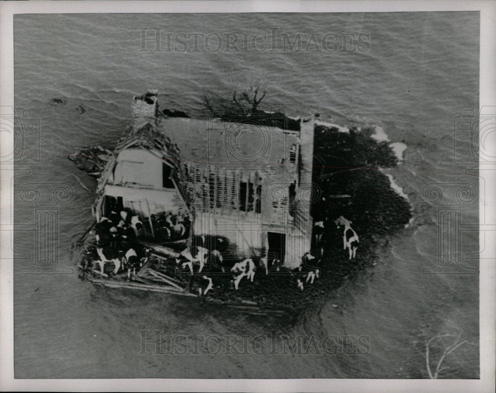 1953 Press Photo Cattle Trapped By Great Flood - Historic Images