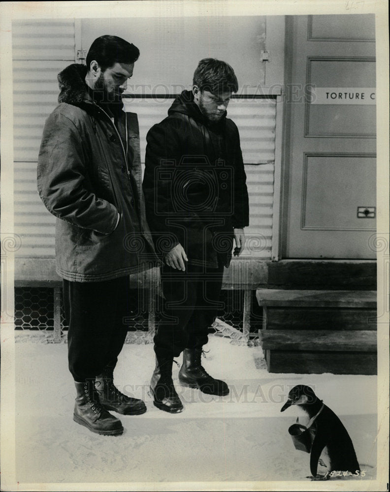 1965 Press Photo Quick, Before It Melts: Penguin w/mail - Historic Images