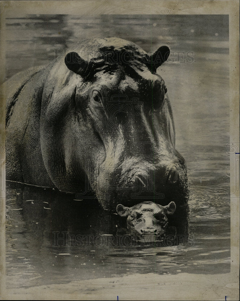 1975 Press Photo Newborn Hippo at Brookefield Zoo - Historic Images