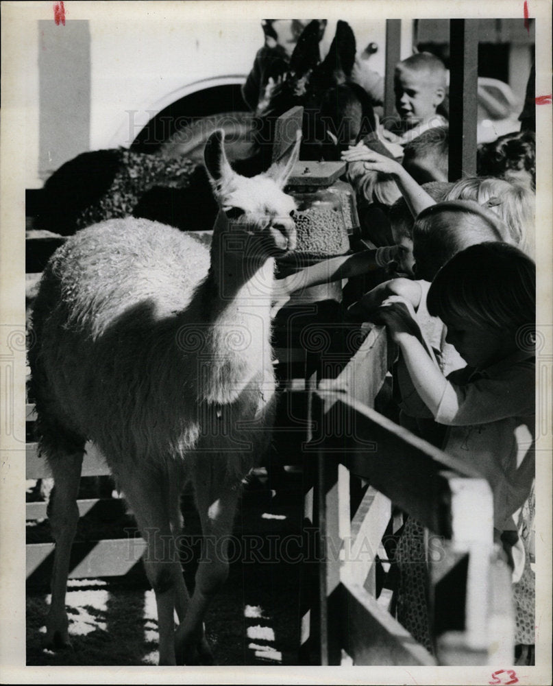 1963 Press Photo Llama Jett&#39;s Petting Zoo - Historic Images