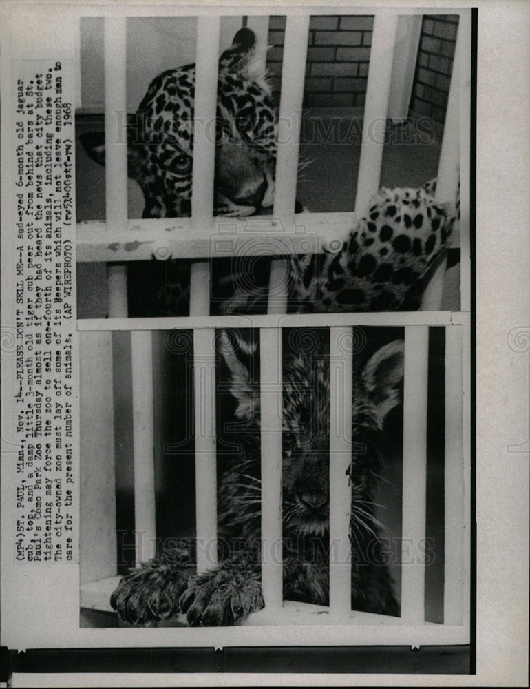 1968 Press Photo St Paul Como Zoo Jaguar - Historic Images