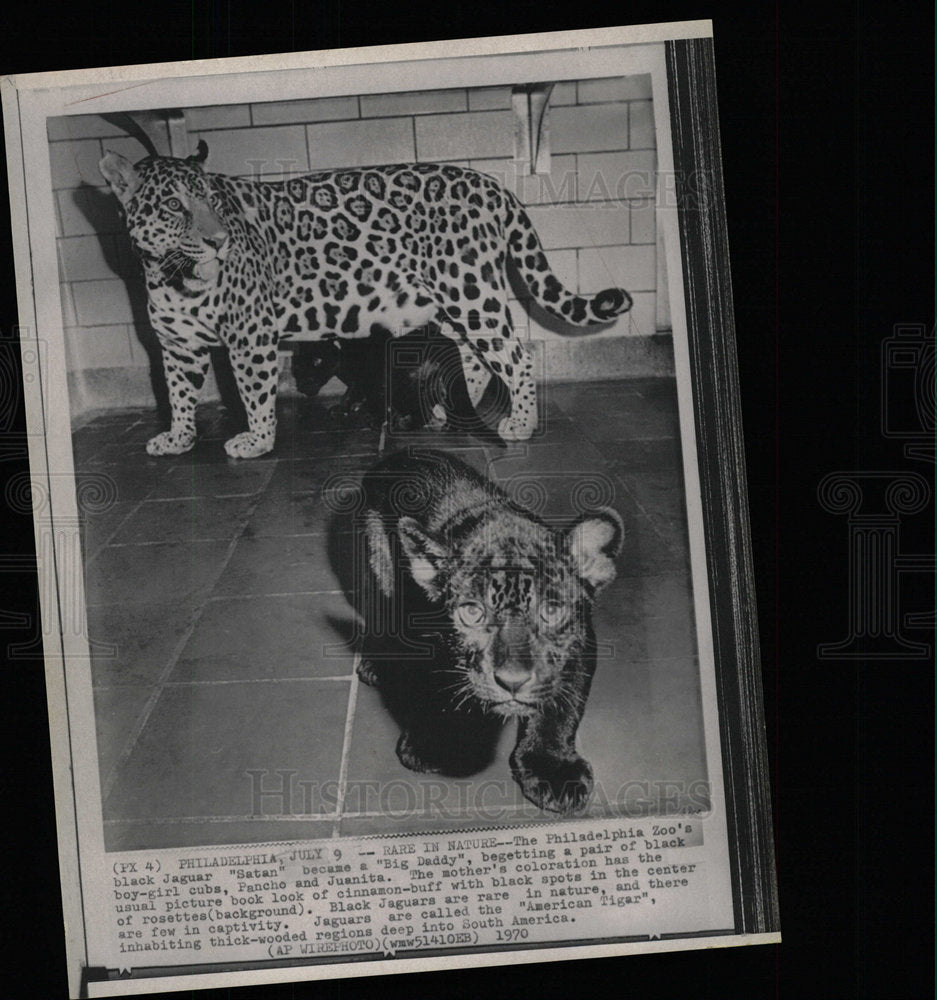 1970 Press Photo Jaguars Philadelphia Zoo Animals - Historic Images