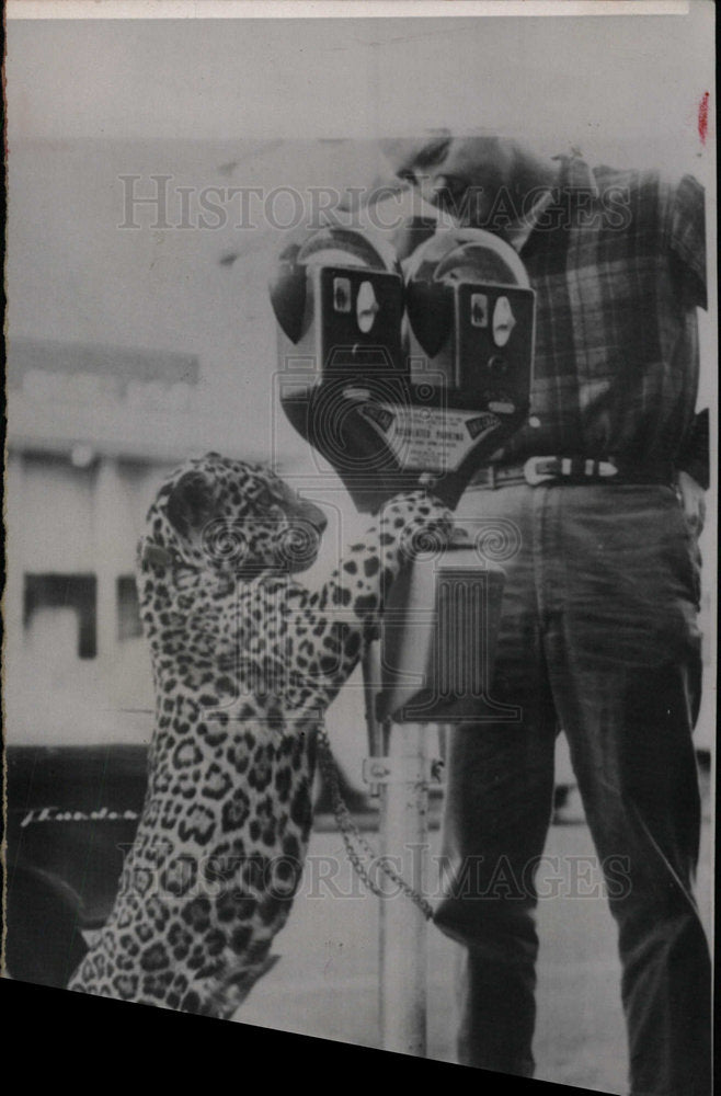 1963 Press Photo Jaguar Chained to Meter Outside Hotel - Historic Images