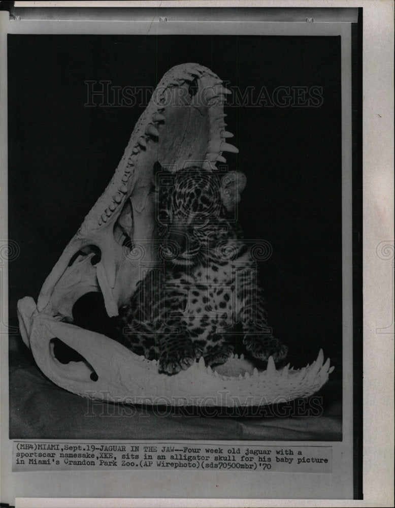 1970 Press Photo 4 Week Old Jaguar - Historic Images