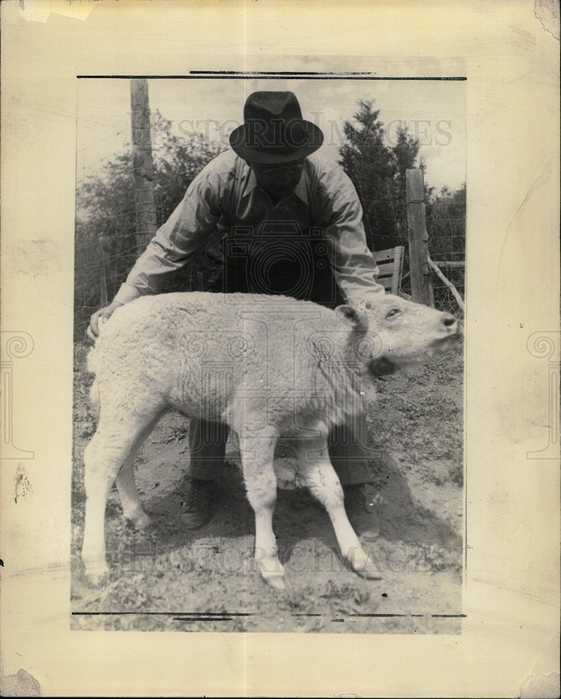 1937 Press Photo Animal Rarity albino buffalo Dixon - Historic Images