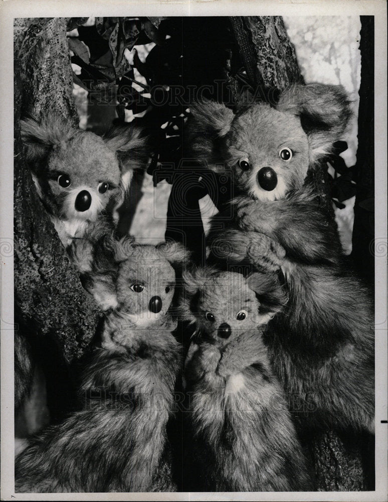 1972 Press Photo Koala Paul Mary Ritts Puppetters NCB - Historic Images