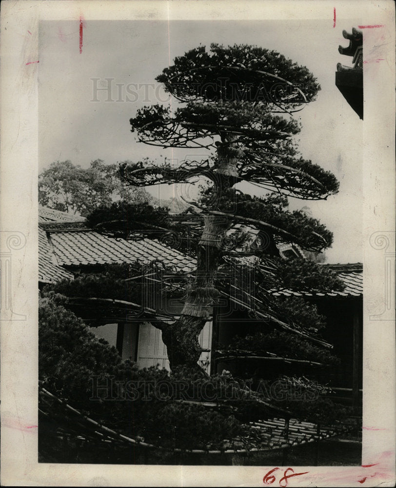 1958 Press Photo Pine tree bamboo form Japanese temple - Historic Images