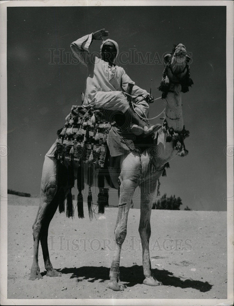 1955 Cairo - Camel Driver-Historic Images