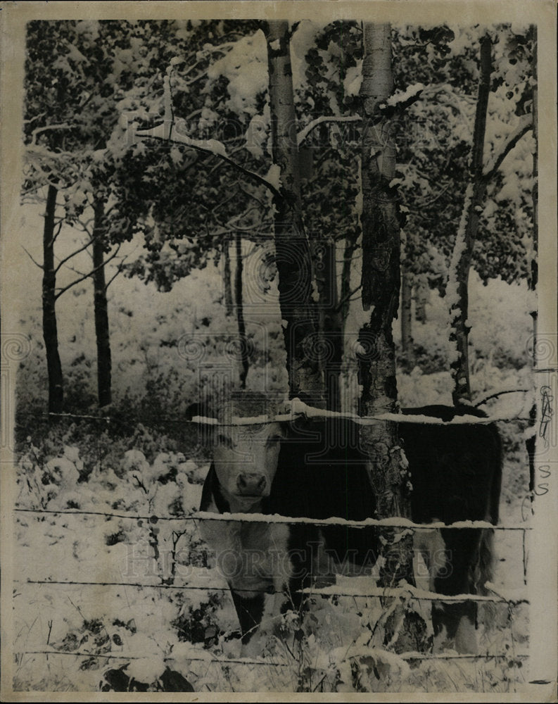 1968 Press Photo Mt Evans Steer Fence Crags Timber Road - Historic Images