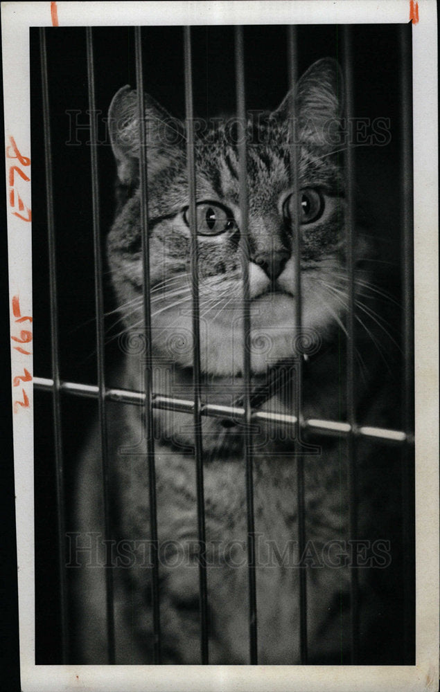 1976 Press Photo Paradise pet motel Alice Mandelker cat - Historic Images