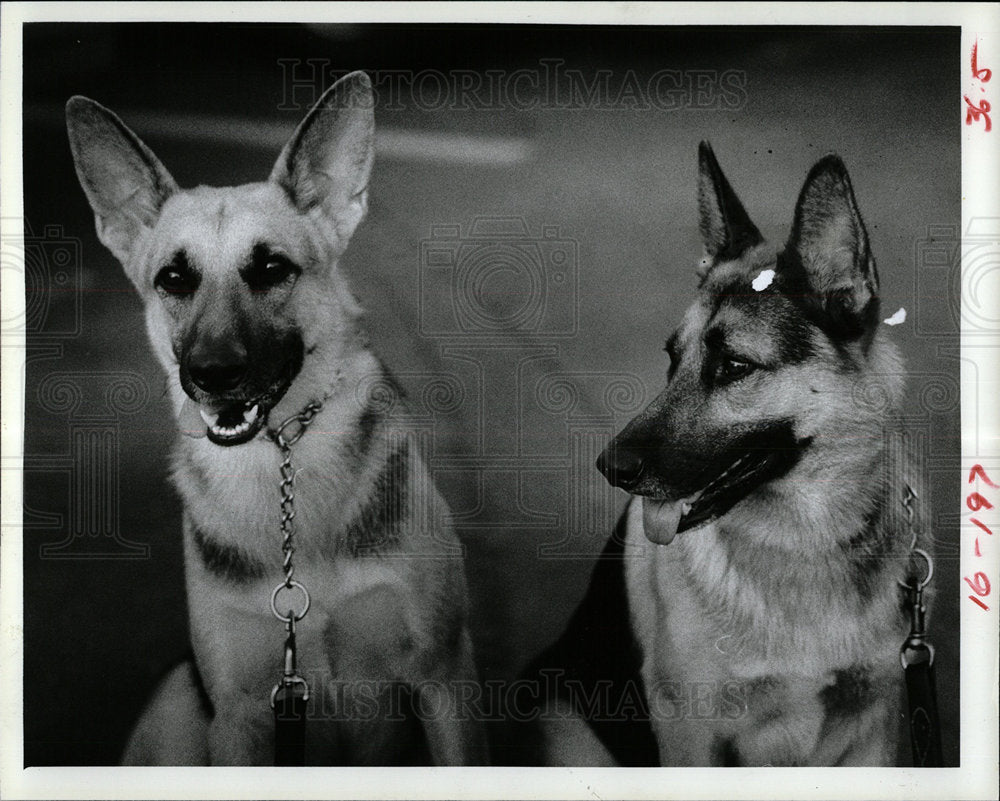 1981 Press Photo Drug Sniffing Police Canines Dogs - Historic Images