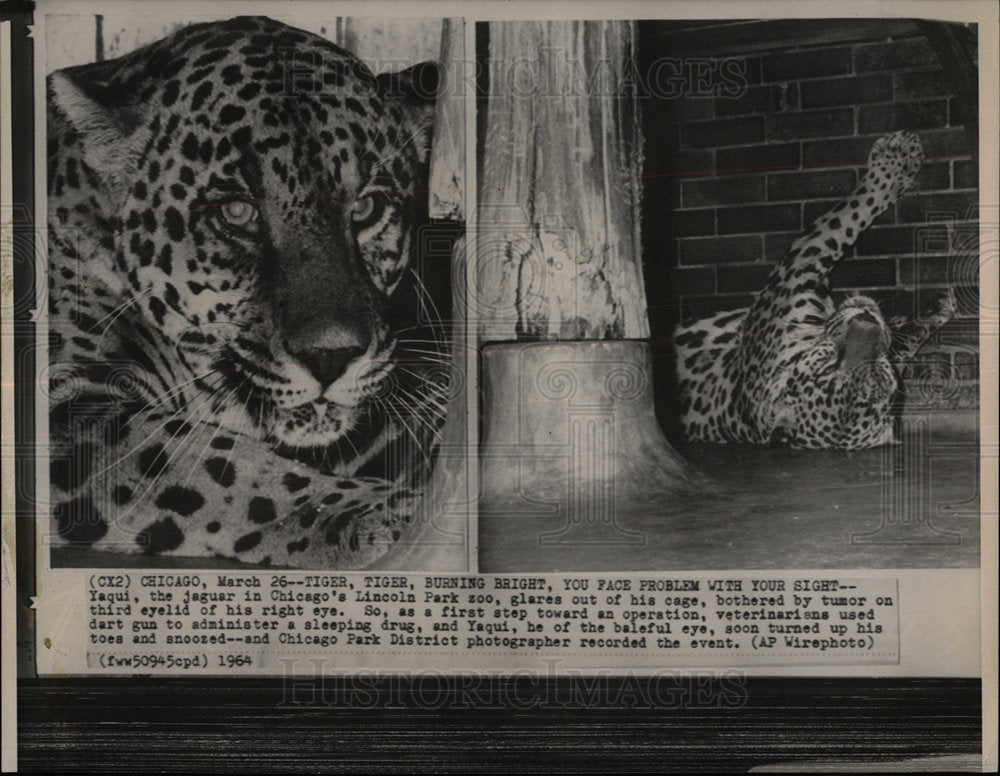 1964 Press Photo Chicago Lincoln Park Zoo Yaqui Tiger - Historic Images