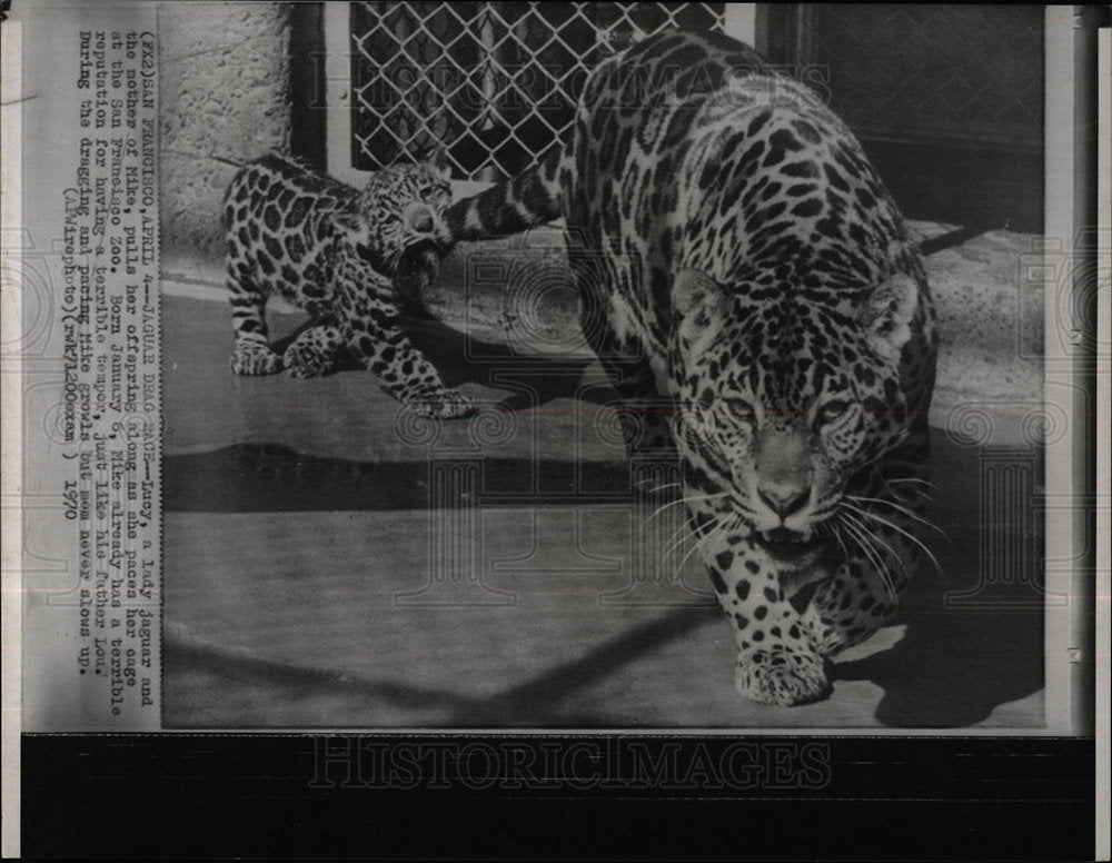 1970 Press Photo Jaguars Cubs San Francisco Zoo - Historic Images