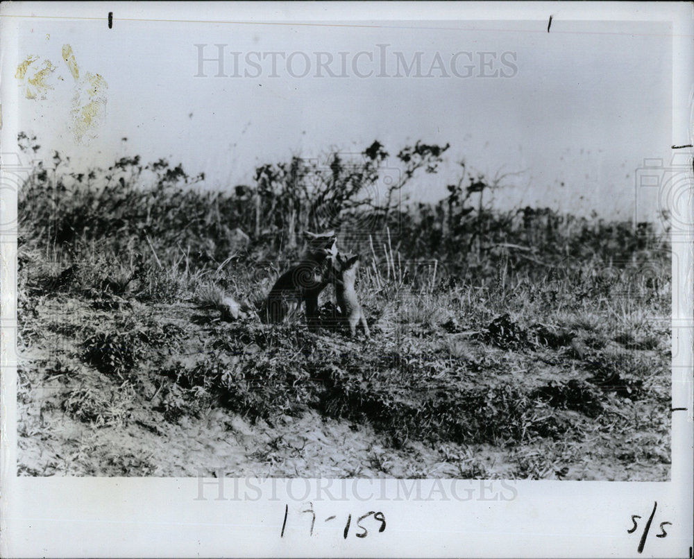 1989 Press Photo Mouses Glass Key Forest Area - Historic Images