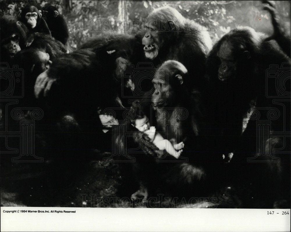 1988 Press Photo Monkey Movie Grey Stroke Legend Tarzan - Historic Images