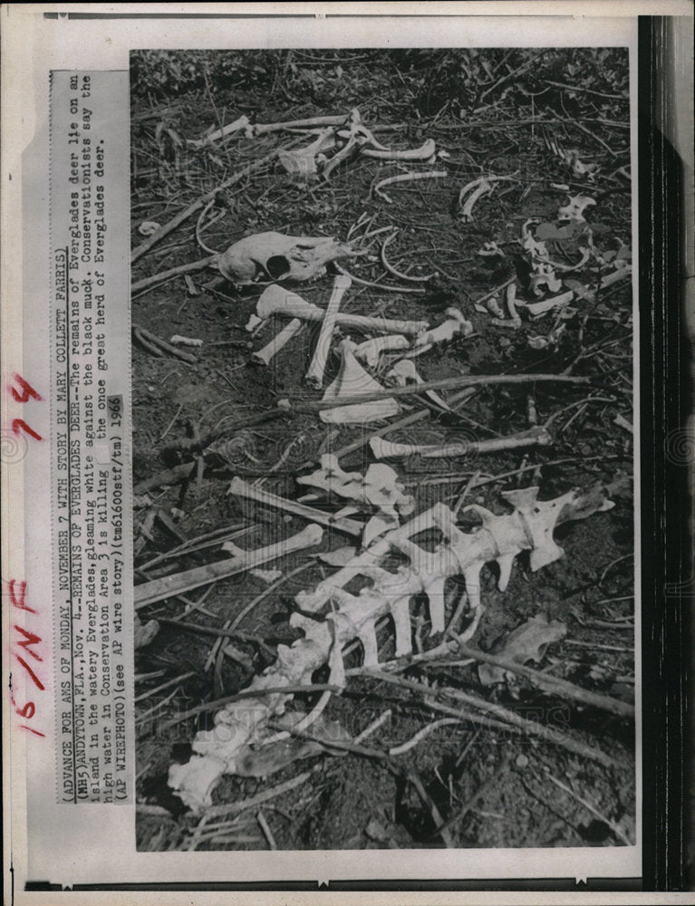 1966 Press Photo Bones Remains Everglades Deer - Historic Images