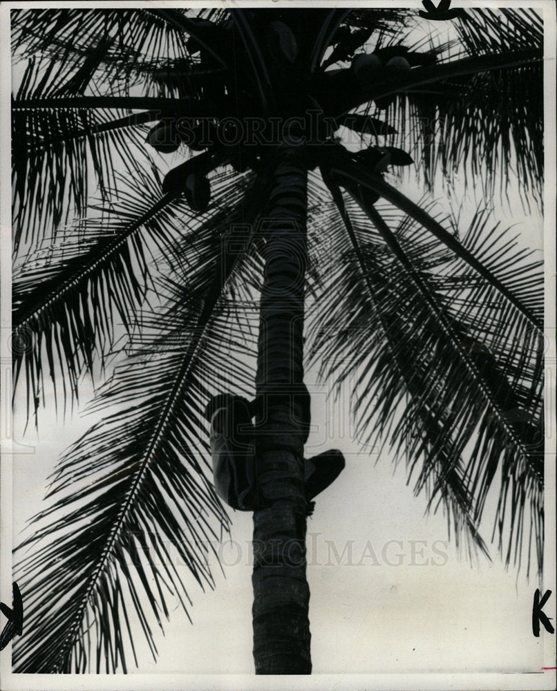 1964 Press Photo Jamaican Brimmer Hall Coconut Tree - Historic Images