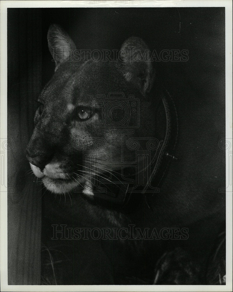 1987 Press Photo a cougar at FLA. Game Commission - Historic Images
