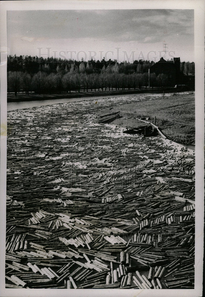 1953 Press Photo Dead tree River - Historic Images