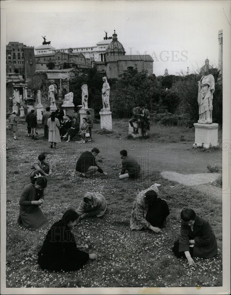 1958 Press Photo Daises Blossom in Roman Forum - Historic Images