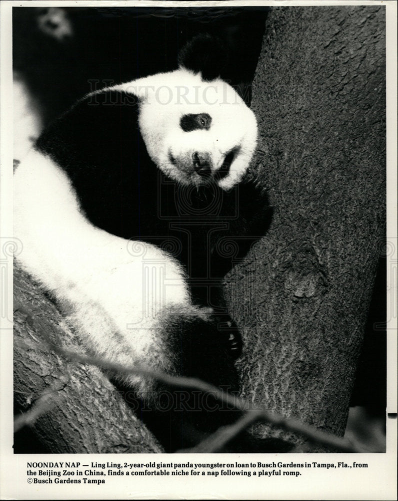 1987 Press Photo Giant Panda/Busch Gardens Zoo - Historic Images
