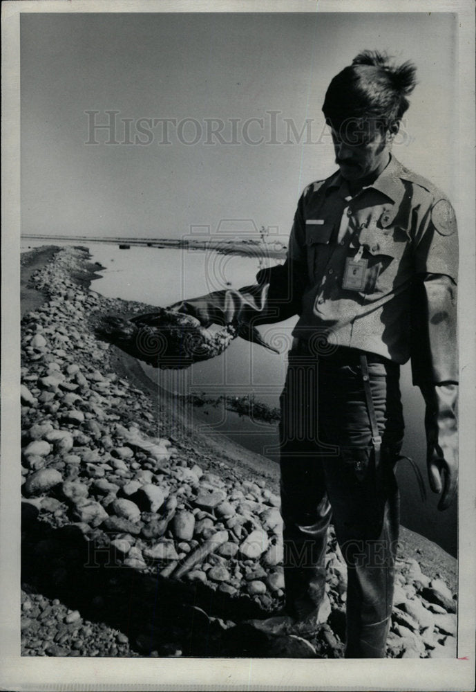 1981 Press Photo Chemicals in Lake Kills Duck - Historic Images